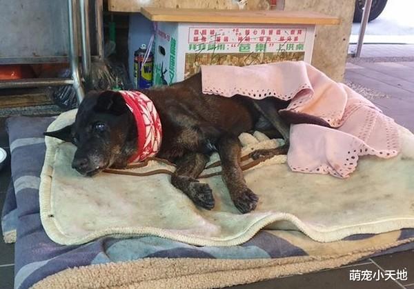 夜市浪犬吐血生病！爱妈帮铺床养老，摊贩包容让人赞爆