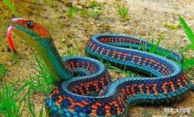 @“冰火蛇”为何会被认为是世界上最毒的蛇?它到底是什么蛇?