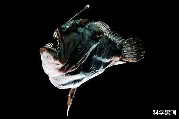 『科学家』交配时间最长的生物是什么？想不到的是，它们一生都在交配！