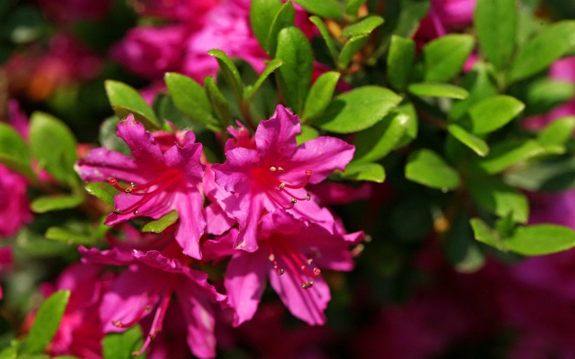 【生肖】下个月，桃花含笑而来，相遇姻缘喜事临门，很幸运脱单的四大生肖