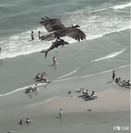#鲨鱼#巨鸟“抓条大鱼”飞向天空，游客抬头望：那是鲨鱼？专家证实身份