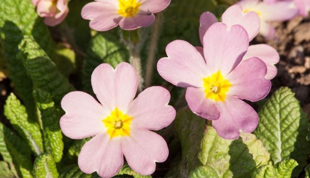 生肖|8月中旬，苦尽甜来，事业枯木发芽，4生肖生活红红火火，爱情开花