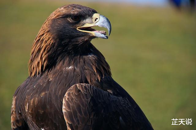 []古人讲“钓鱼穷三年，玩鸟毁一生”，很少人知道，后半句才是精华