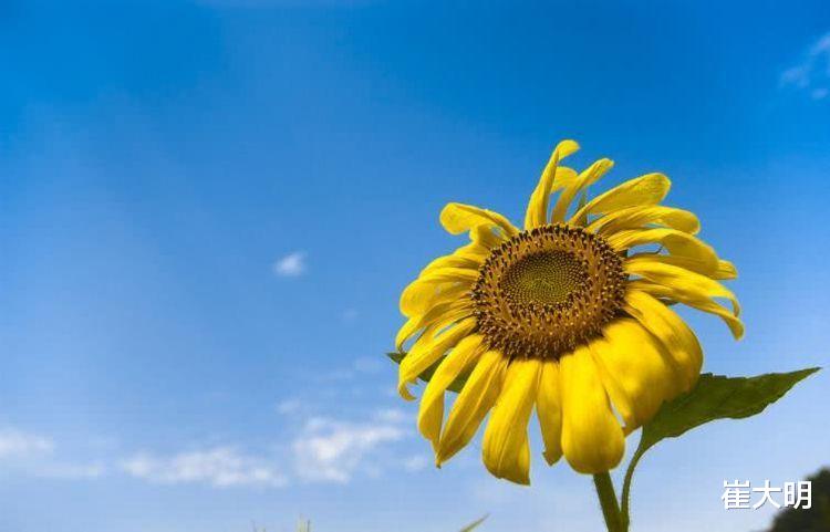 生肖|8月开始前程似锦，顶着大吉兆，福多财旺4生肖