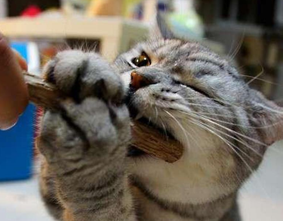 胆小的猫咪如何玩？4样东西轻松让它玩个够，可别让它“上瘾”哦