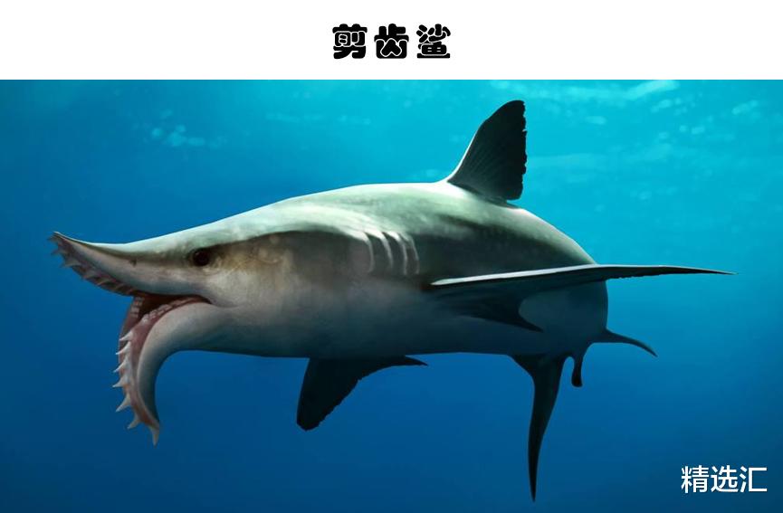 化石|奇特的灭绝生物：人类或许会庆幸已经灭绝的7个可怕生物