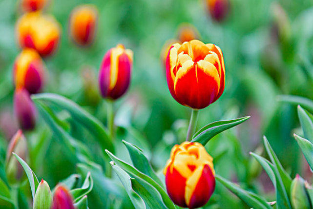 【生肖】未来半年将会有好运连连，职场业绩出色，赚钱更加容易的三大生肖