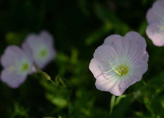 #天蝎座#未来半年，4属相有贵人相助，吉星照耀，平安吉祥，万事如意