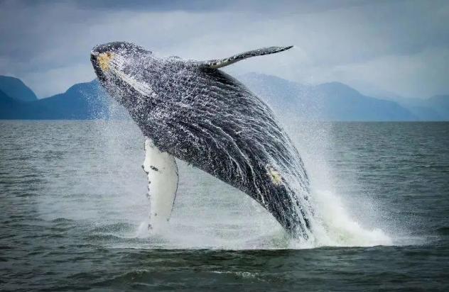 鲸鱼|海洋中,遭人唾弃的藤壶有多可怕?看看鲸鱼和海龟的下场就懂了