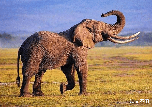 大象|大象是陆地上体型最大的动物，战斗力有多恐怖呢？