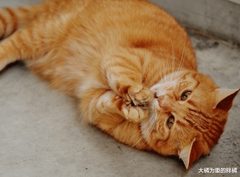 橘猫出门“约会”，却惹来两只流浪猫相争，躲在屋顶受到女子接济