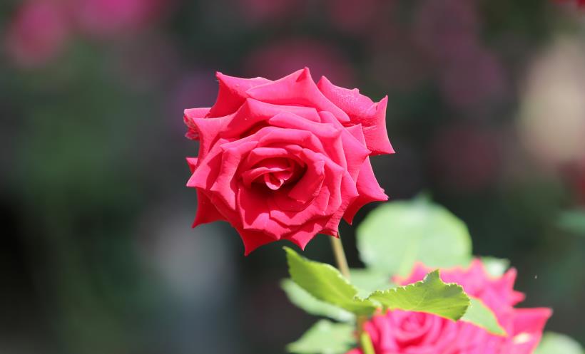 生肖|11月上旬，爱意随心，邂逅良缘，桃花祝福，不再孤单的4大生肖