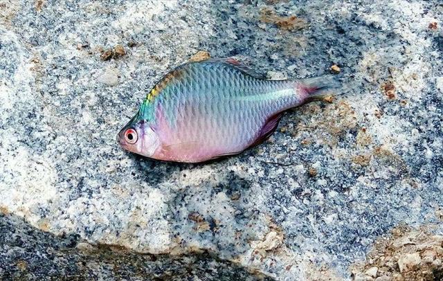 ##这鱼5年长不到3厘米，经常误认为是小杂鱼，价值珍贵却鲜为人知