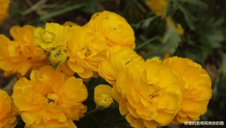 [生肖]6月开始好运暴涨，财运上涨，一顺百顺的生肖