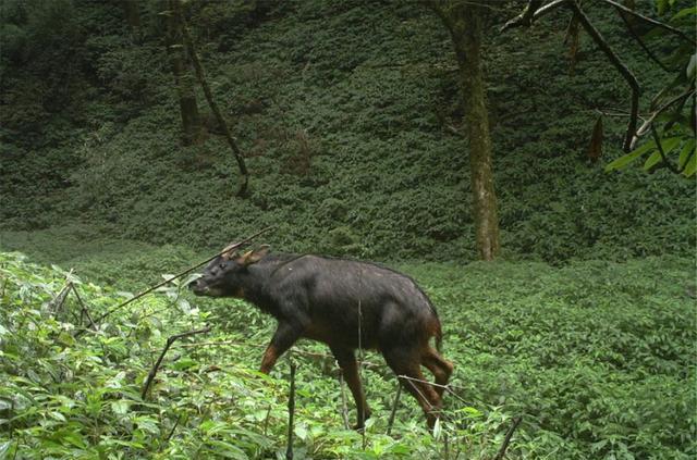 黑熊|高黎贡山发现黑熊追捕“四不像”，母兽奋力抵抗，幼崽却落入熊口