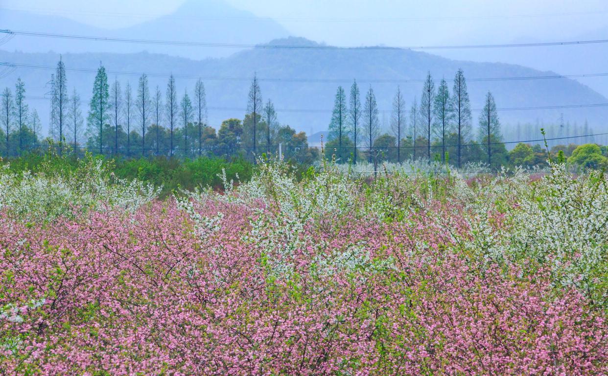 @7月情比金坚,桃花运悄悄而来,懂你的人会入心,爱你的人是真心