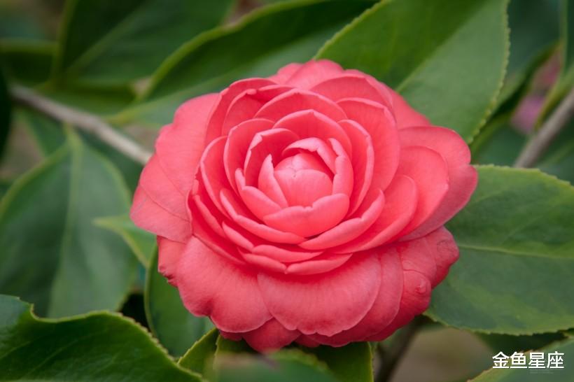 『生肖』七月下旬，转运成功的3生肖！横财滚滚来，月月有财进