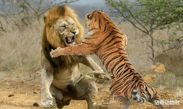 老虎|野生的老虎究竟有多厉害？