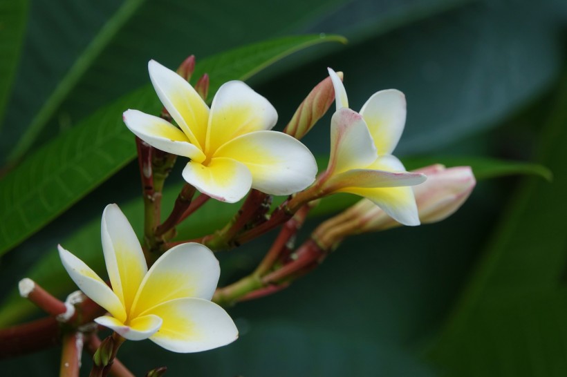 #生肖#6月底，爱神降临，桃花缠身姻缘拦不住，牵手今生所爱的四大生肖