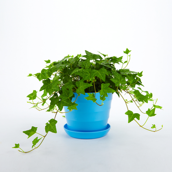 业内人士揭秘：装修后别着急入住，先除甲醛才是正经事！