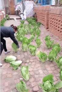 |“千万不要在班级群复制粘贴回复老师，家长们可长点心吧！”哈哈