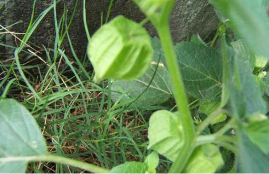 花生|过去田中常见到, 却被误认为毒草, 殊不知是治疗耳聋的奇药