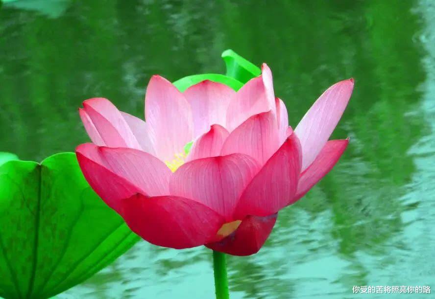 桃花朵朵开■六月贵人相助，开门大吉，红票子成倍涨，事业走上坡的生肖