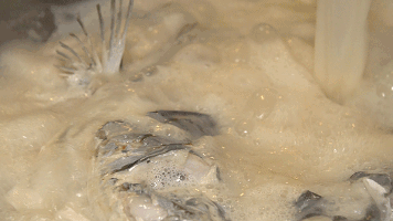 浙江老年报|10月1日起，太湖将禁捕10年！这些肥美“湖鲜”再不吃就要错过了