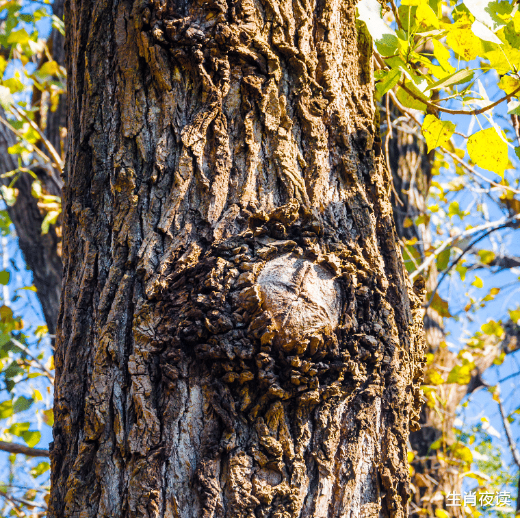 生肖|11月底，浴火重生，爱情重启，3大生肖事业顺遂，姻缘降临