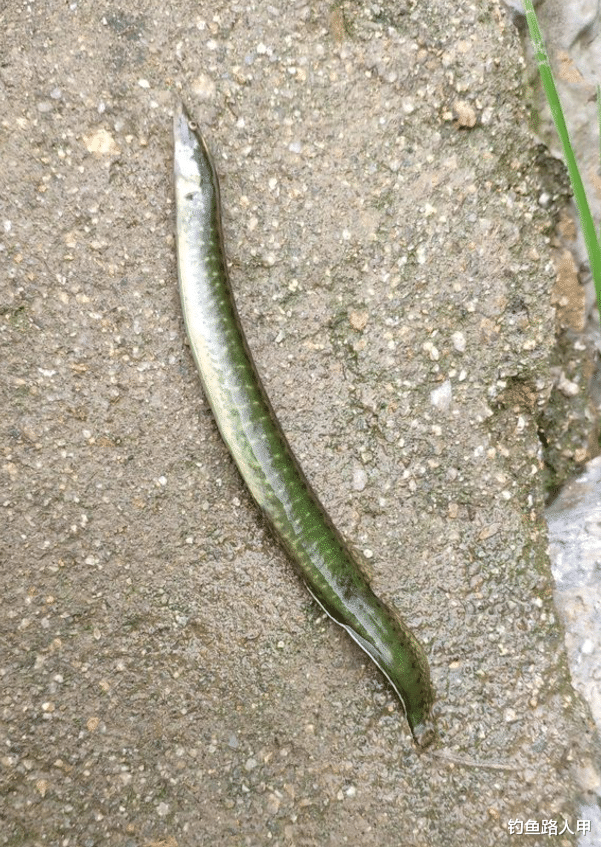 饵料|怎样快速突破钓鱼新手期？掌握这几个细节，包你钓技一天比一天高