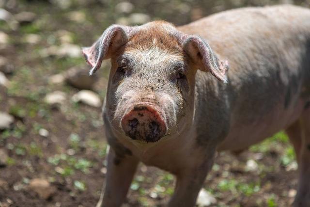 生猪价格：猪市里“杀机四伏”，二师兄能否“破局”呢？看完心里有数了！