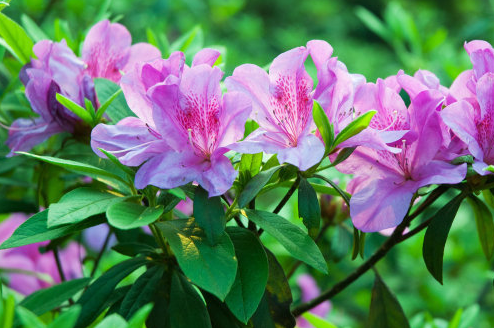 运势|未来7天，运势大旺特旺，4属相吉星当头，福贵双全，大吉大利