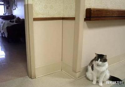 『』猫为什么能够预测死亡？