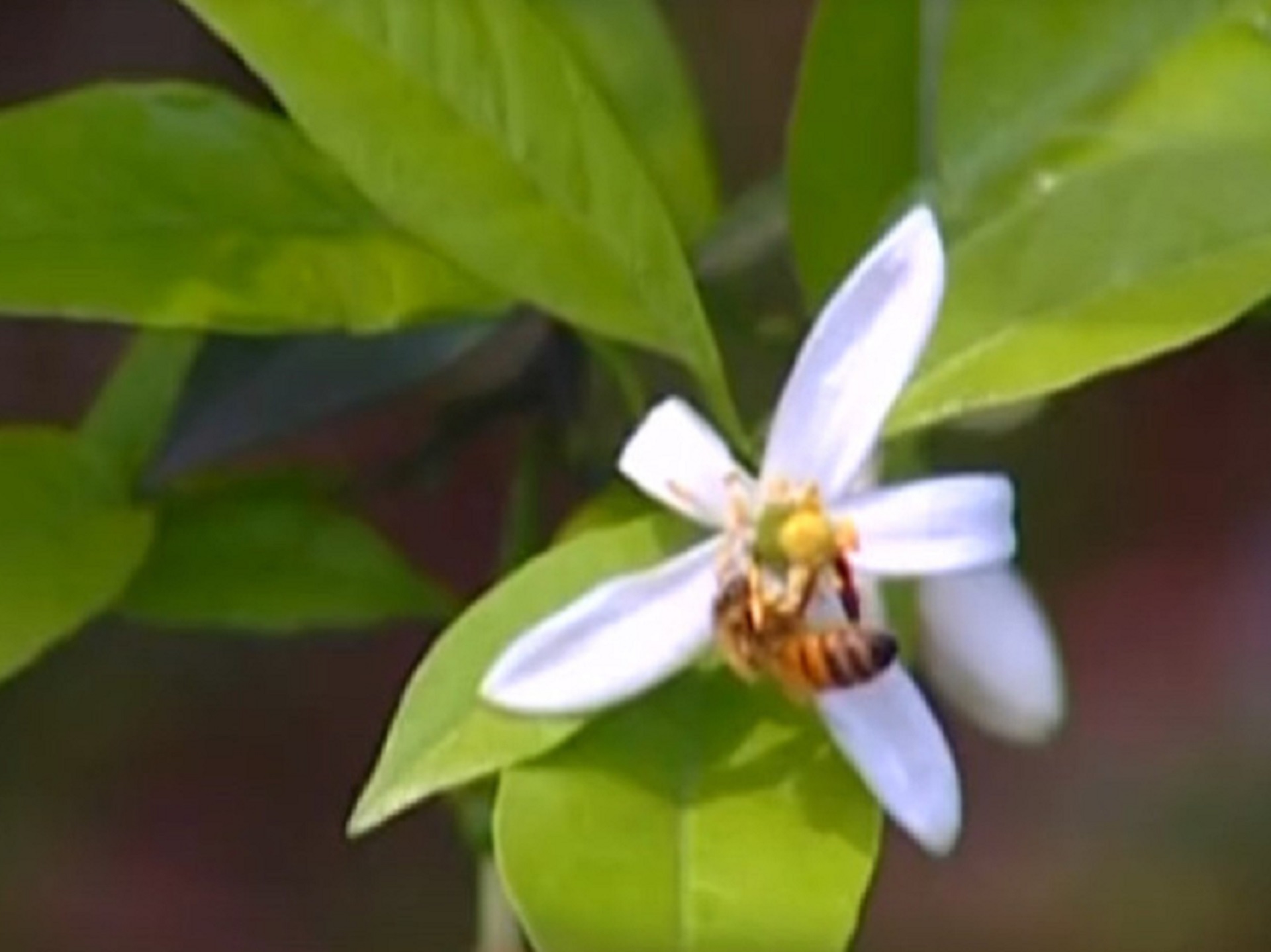▲柠檬花开系列歌曲合集