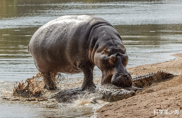『鳄鱼』吃草的河马为何不怕吃肉的鳄鱼，河马：真当我是吃素的？