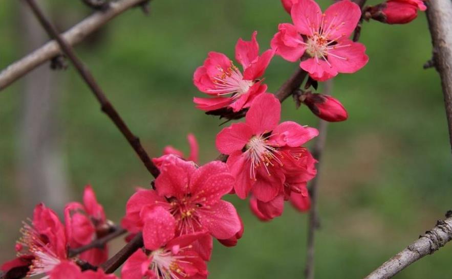 「生肖」6月26号，运势旺盛的3个生肖，事业提升，财运大为好转