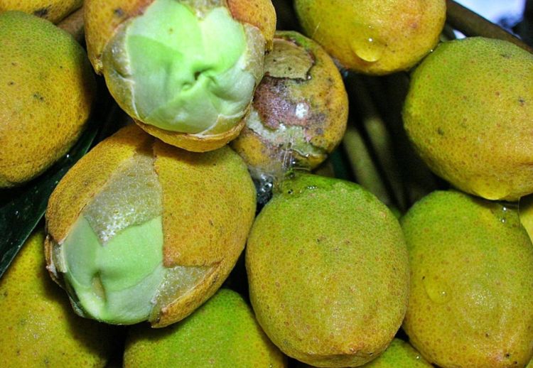 榴莲|水果之王榴莲的生长过程，花朵虽美，果实很危险