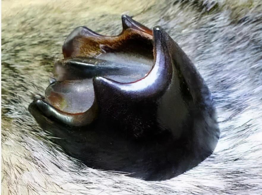 文玩|盘点一下文玩界的8大惊讶