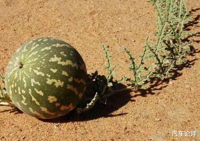 『旅行』沙漠旅行时，遍地西瓜为什么没人摘？就算口渴也不吃？