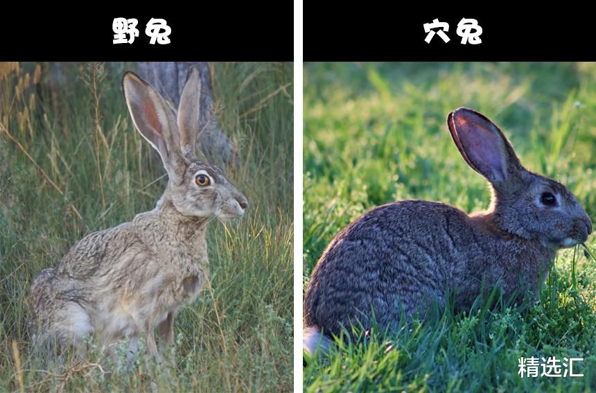 【乌鸦】自然冷知识:通常很容易被人们认错的8对动物