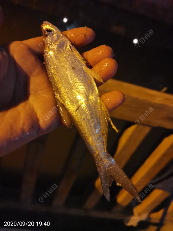 鲫鱼|夜钓鱼口很刁猾 耐心变换小爆护