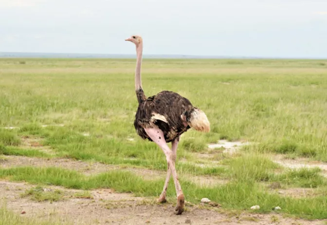 [鸵鸟]谈骨论今，揉骨为玉——鸵骨