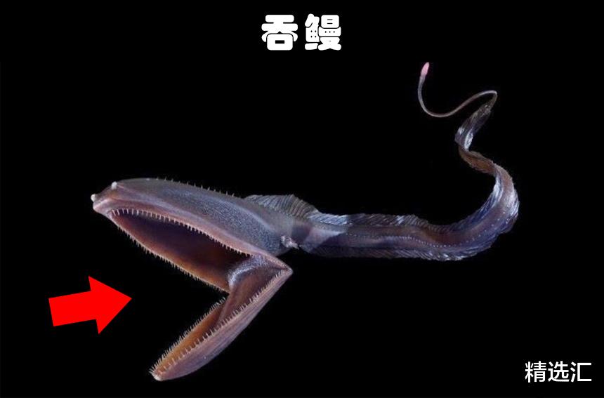 科学家|地球上发现的9种非常奇特的水生生物