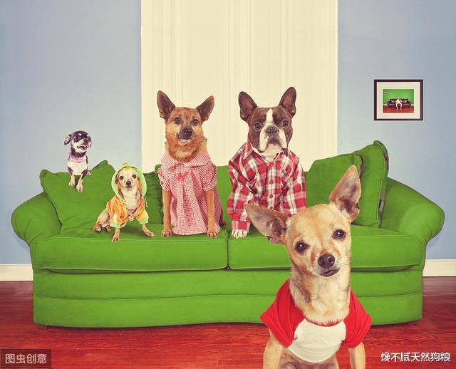 养小型犬避不开的几个坑，你家狗狗中了几个？