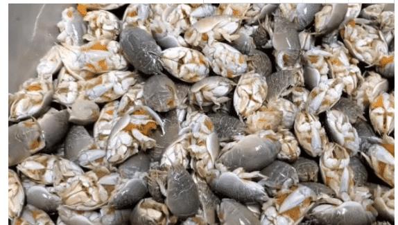 ##它常被误以为是“虾”，实际营养更为丰富