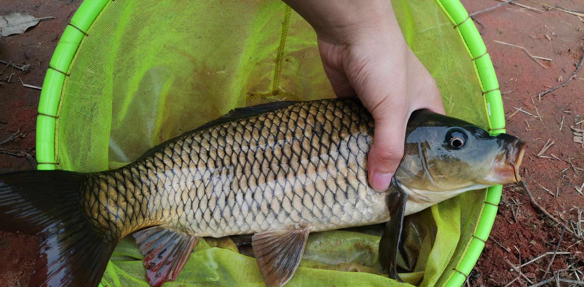 |虽然钓鱼不落空，但是你也不能把别人养的牛“扛走”啊？