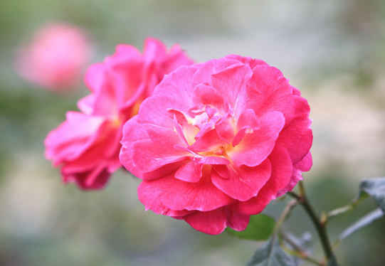 ##未来十天，4属相好事降临，开门大吉，事事顺遂，富贵进家门