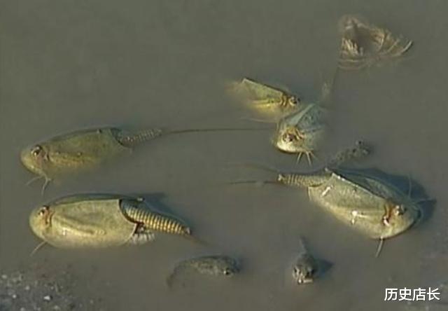 石佳▲它活了近4亿年，挺过了3次生物灭绝，如今却被人类拿来喂鸡？