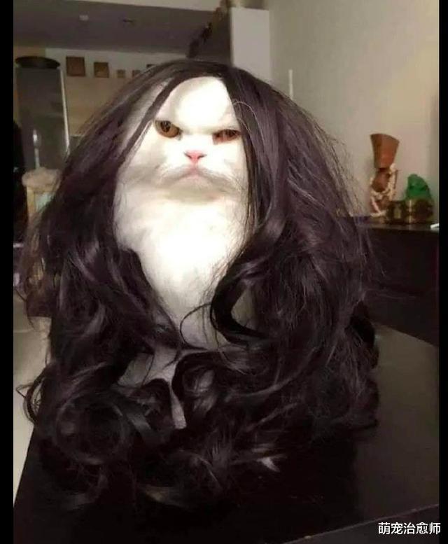 网友买了一个新假发，给猫咪戴上后毫无违和感，这是喵版的唐嫣？
