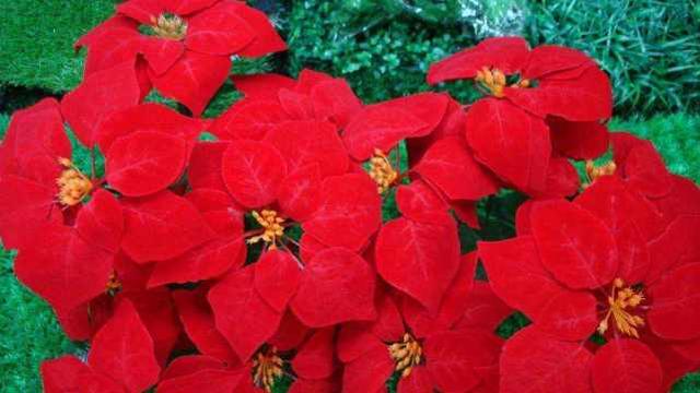 天秤女|异性吸引力很强，让男生过目不忘的星座女，各有各的光彩照人